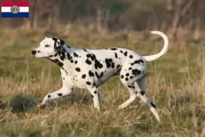 Read more about the article Dalmatian breeders and puppies in Missouri