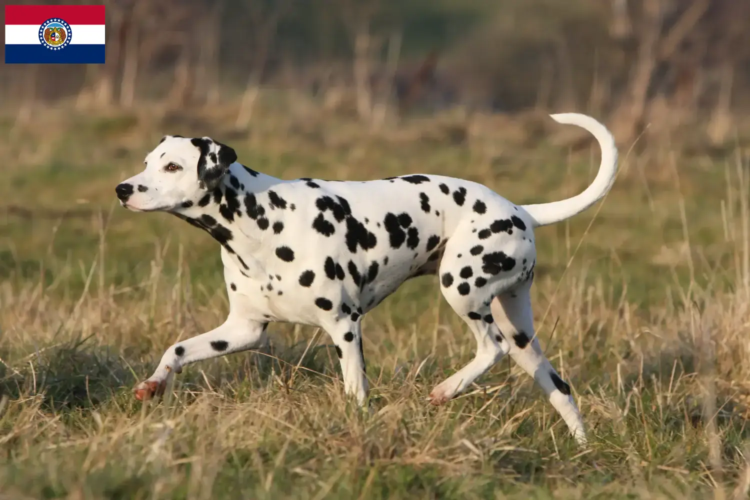 Dalmatian puppies and breeder Missouri Find Dalmatian breeders in Missouri here.