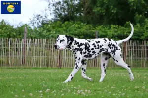 Read more about the article Dalmatian breeders and puppies in Montana