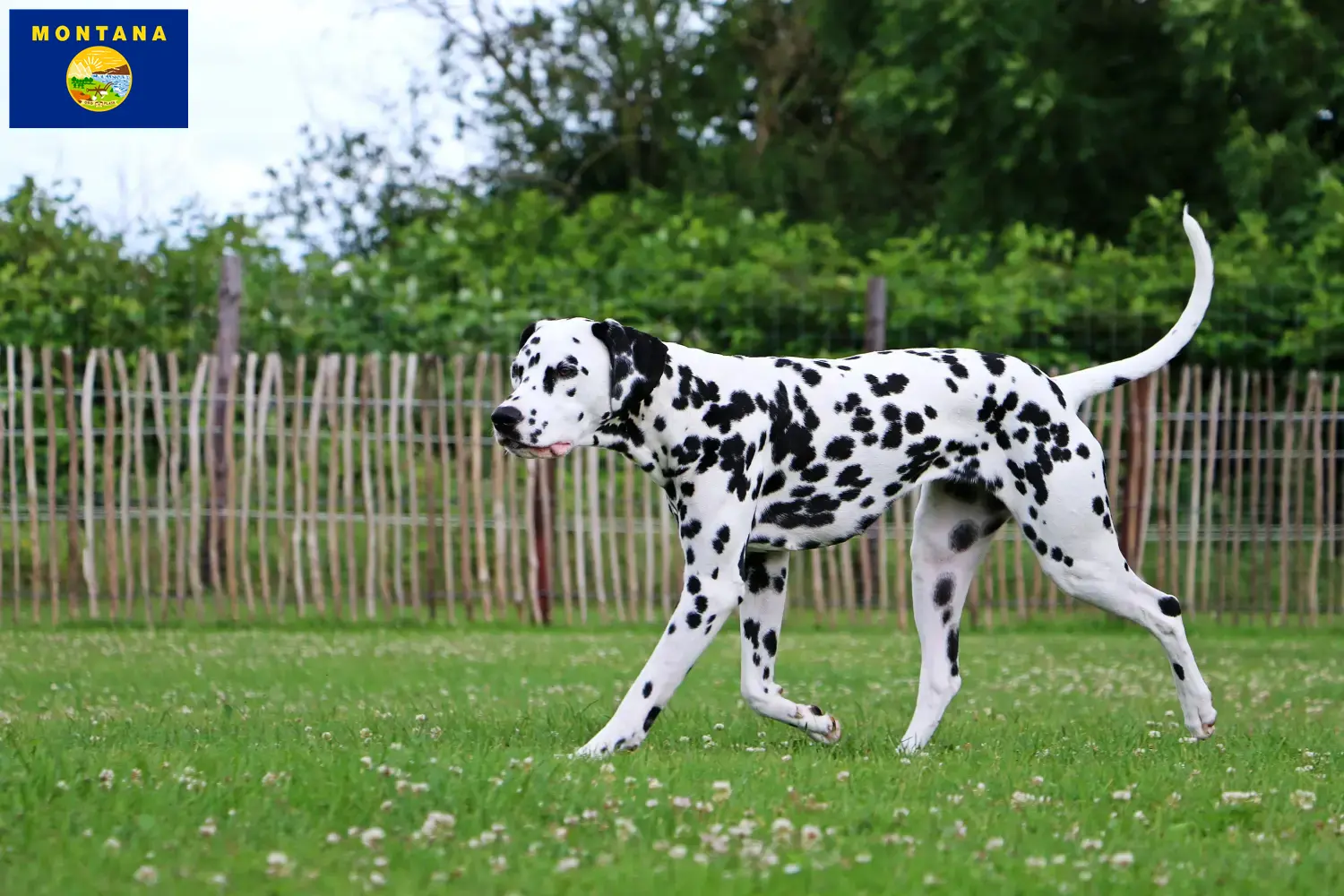 Dalmatian puppies and breeder Montana Find Dalmatian breeders in Montana here.