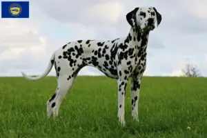 Read more about the article Dalmatian breeders and puppies in Nebraska