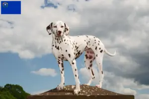 Read more about the article Dalmatian breeders and puppies in Nevada