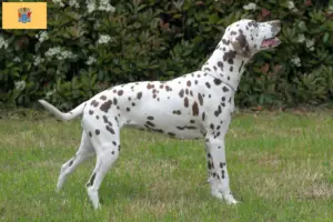 Read more about the article Dalmatian breeders and puppies in New Jersey