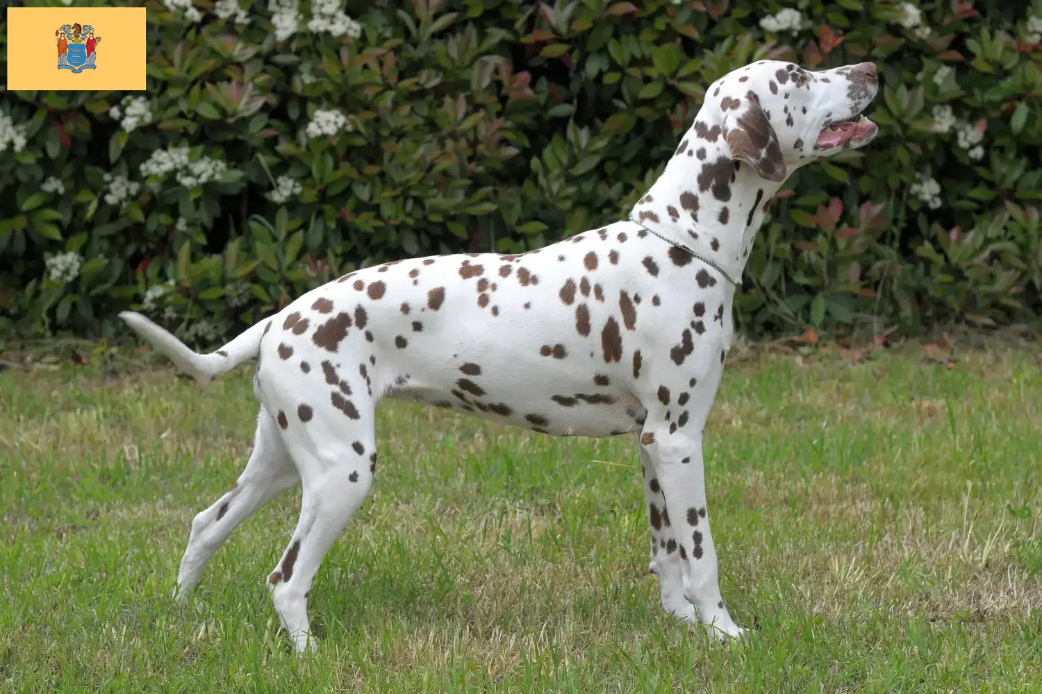 Dalmatian puppies and breeders New Jersey Find Dalmatian breeders in New Jersey here.