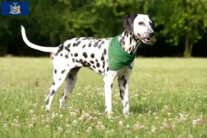 Read more about the article Dalmatian breeders and puppies in New York