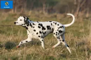 Read more about the article Dalmatian breeders and puppies in Oklahoma