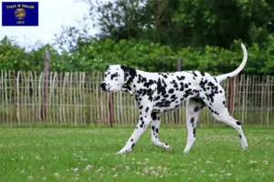 Read more about the article Dalmatian breeders and puppies in Oregon
