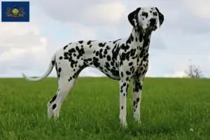 Read more about the article Dalmatian breeders and puppies in Pennsylvania