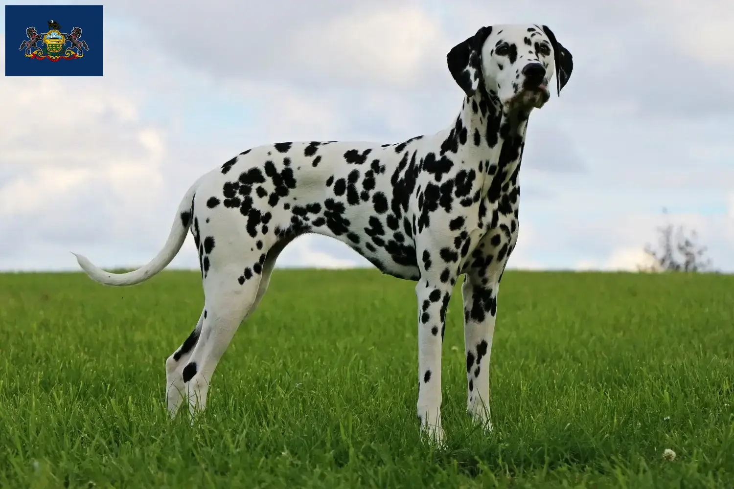 Dalmatian puppies and breeders Pennsylvania Find Dalmatian breeders in Pennsylvania here.