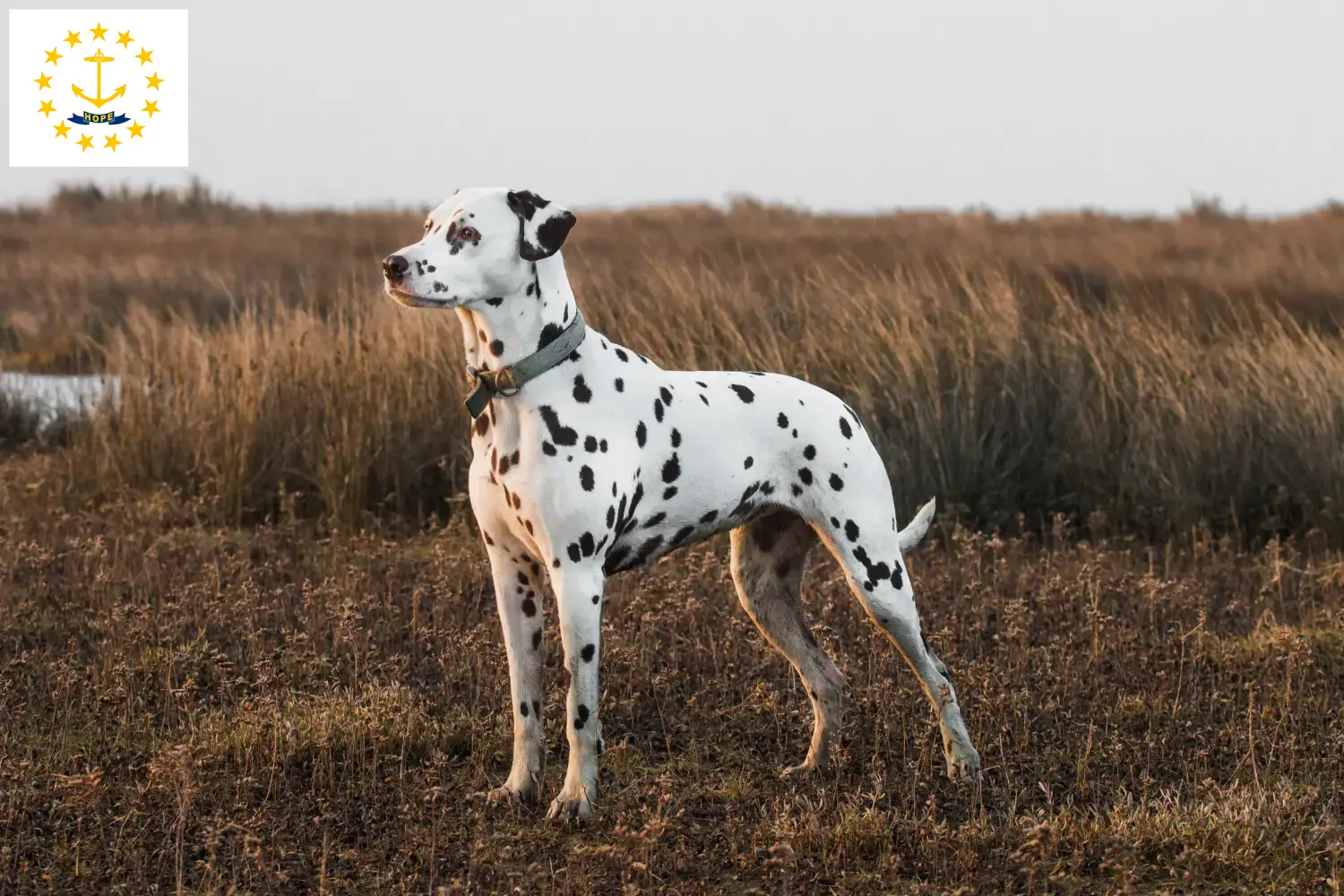 Read more about the article Dalmatian breeders and puppies in Rhode Island