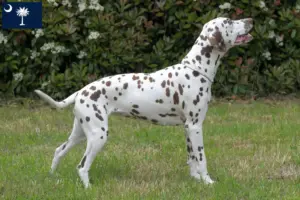 Read more about the article Dalmatian breeders and puppies in South Carolina