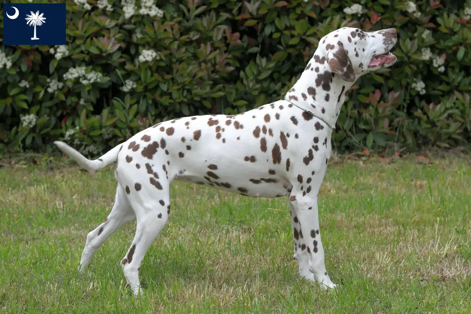 Dalmatian puppies and breeders South Carolina Find Dalmatian breeders in South Carolina.