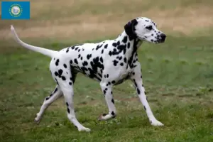 Read more about the article Dalmatian breeders and puppies in South Dakota
