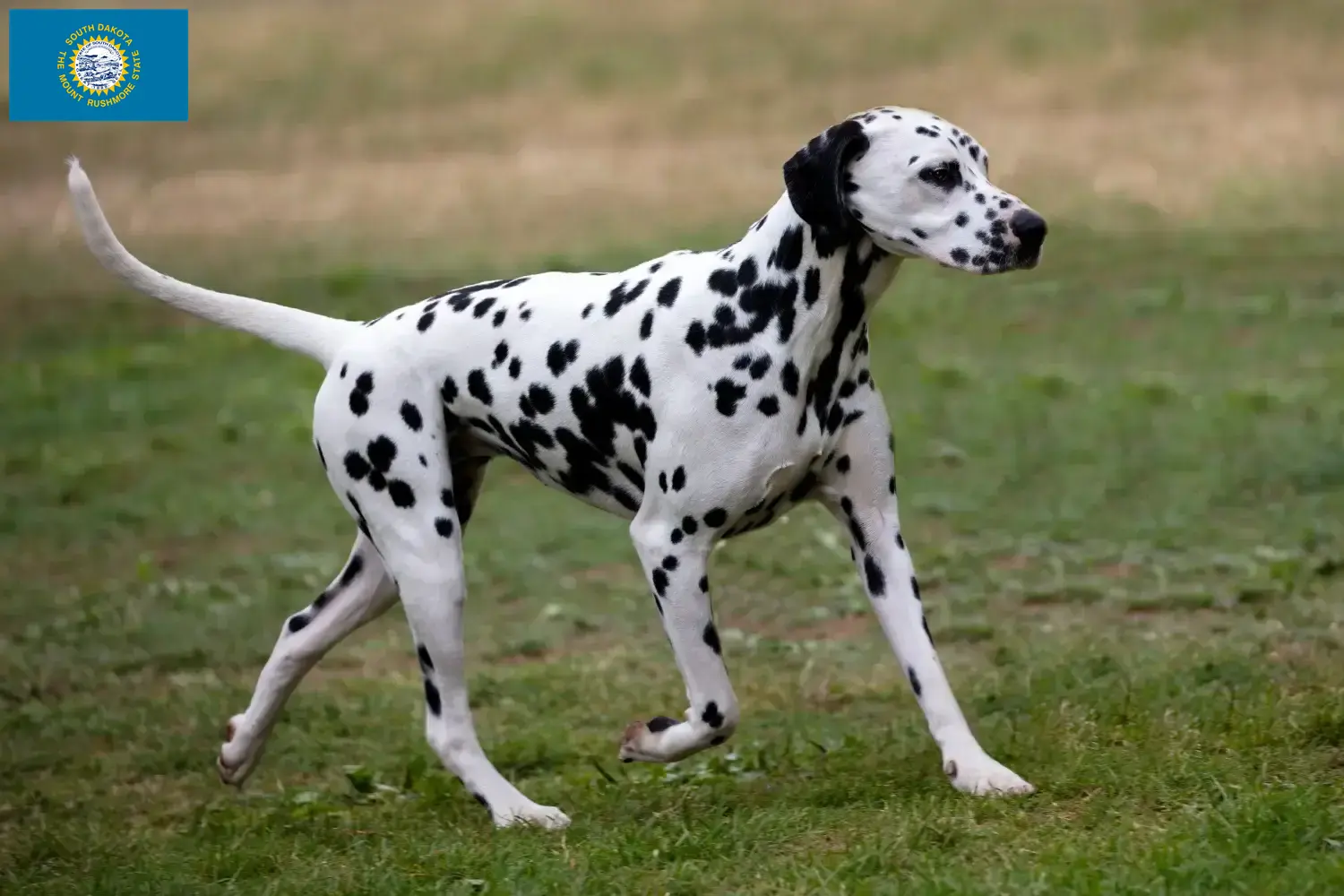 Dalmatian puppies and breeders South Dakota Find Dalmatian breeders in South Dakota here.
