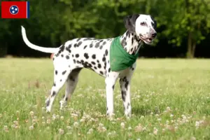 Read more about the article Dalmatian breeders and puppies in Tennessee