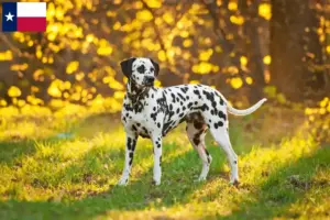 Read more about the article Dalmatian breeders and puppies in Texas