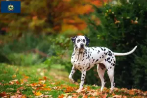Read more about the article Dalmatian breeders and puppies in Vermont