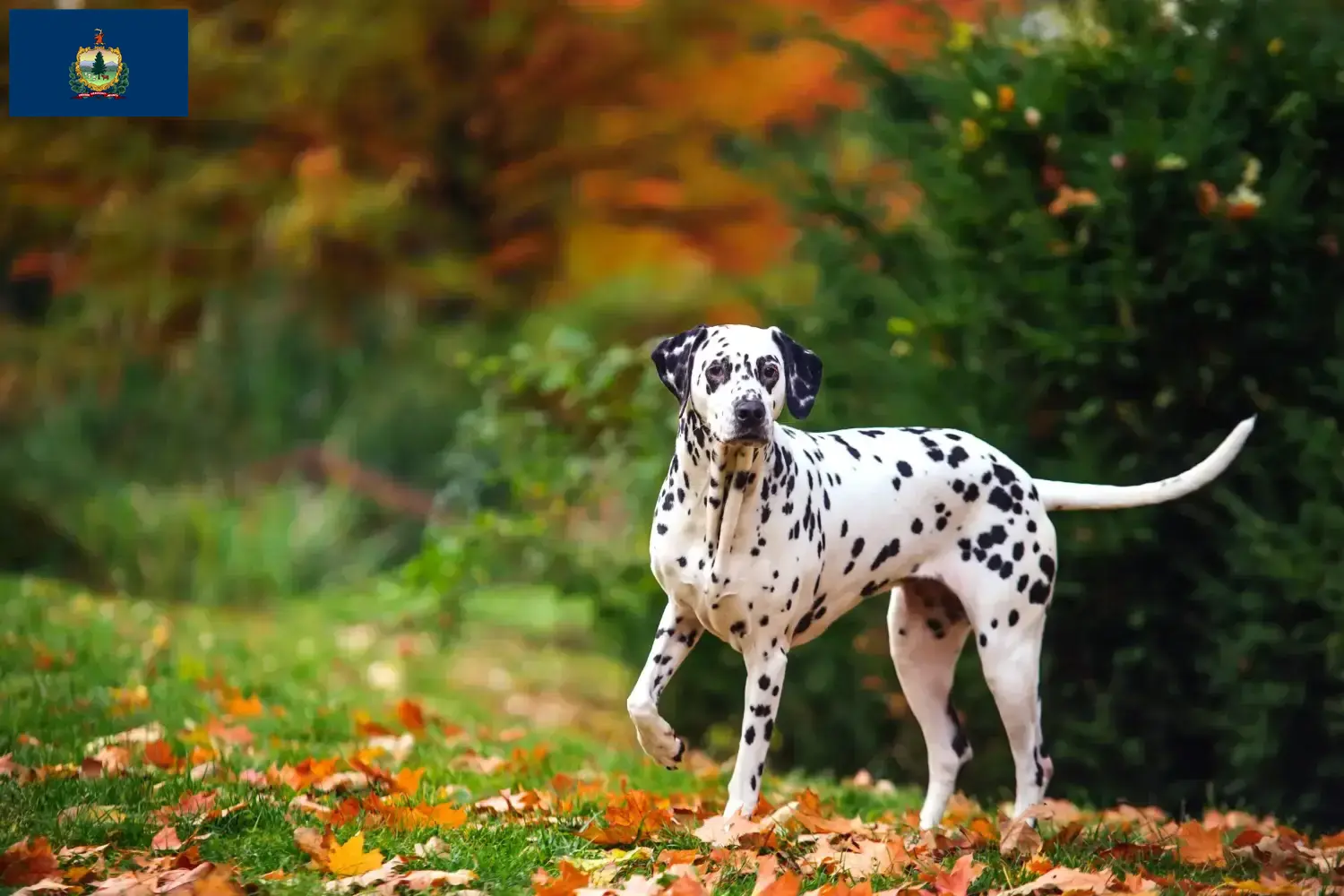 Read more about the article Dalmatian breeders and puppies in Vermont