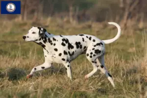 Read more about the article Dalmatian breeders and puppies in Virginia