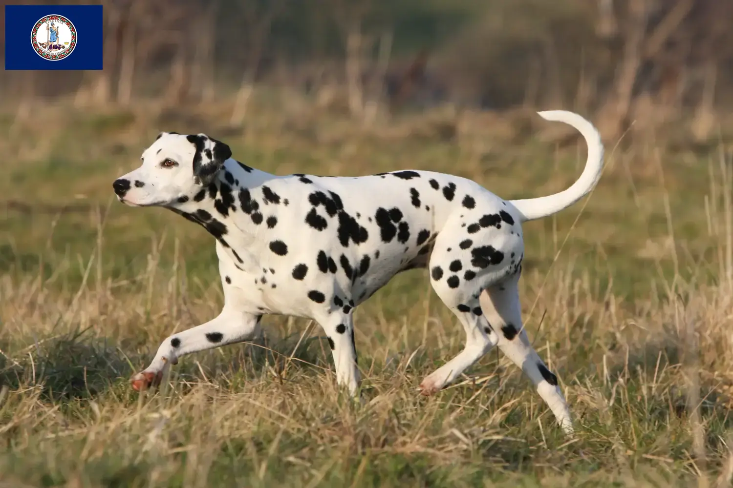 Read more about the article Dalmatian breeders and puppies in Virginia