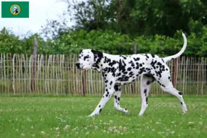 Read more about the article Dalmatian breeders and puppies in Washington