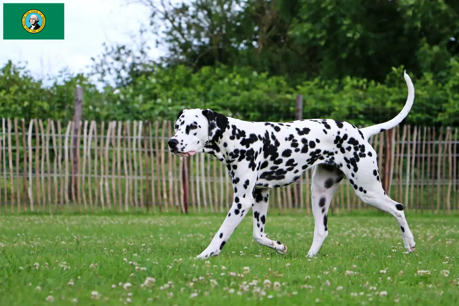 Read more about the article Dalmatian breeders and puppies in Washington