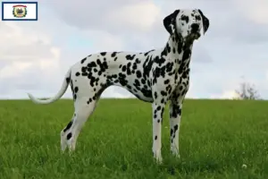 Read more about the article Dalmatian breeders and puppies in West Virginia