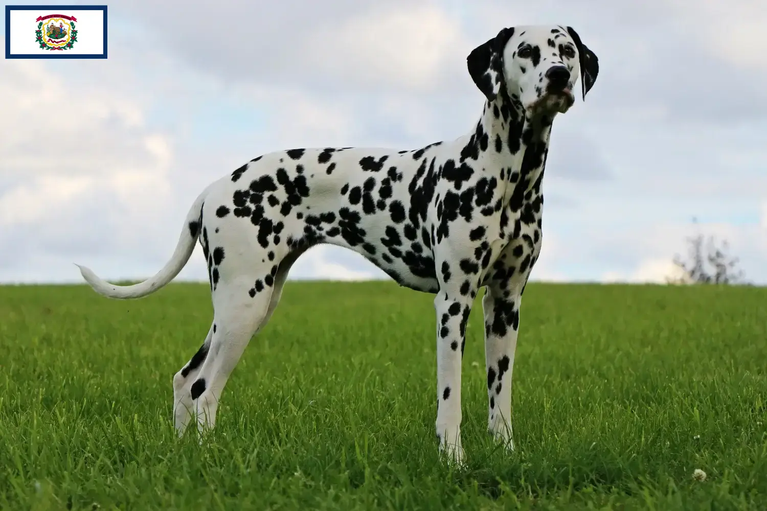 Read more about the article Dalmatian breeders and puppies in West Virginia