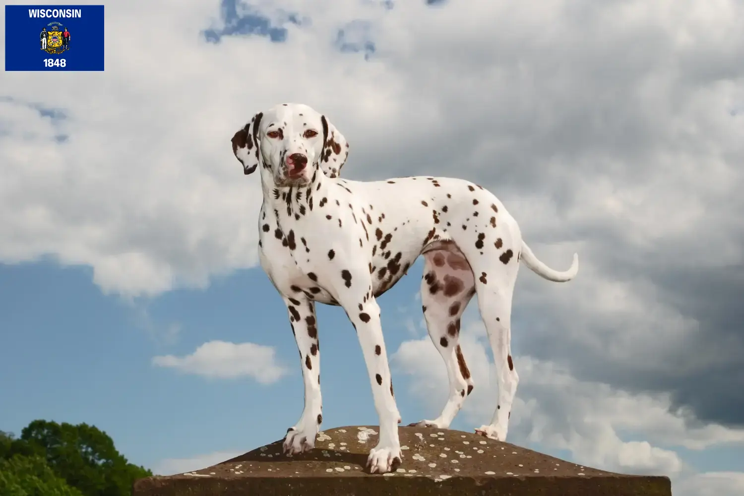 Read more about the article Dalmatian breeders and puppies in Wisconsin