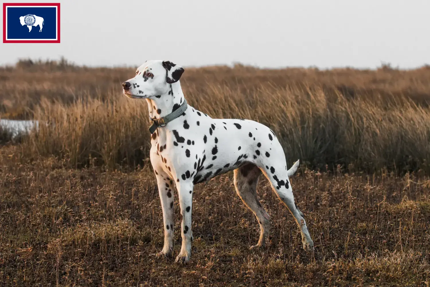 Read more about the article Dalmatian breeders and puppies in Wyoming