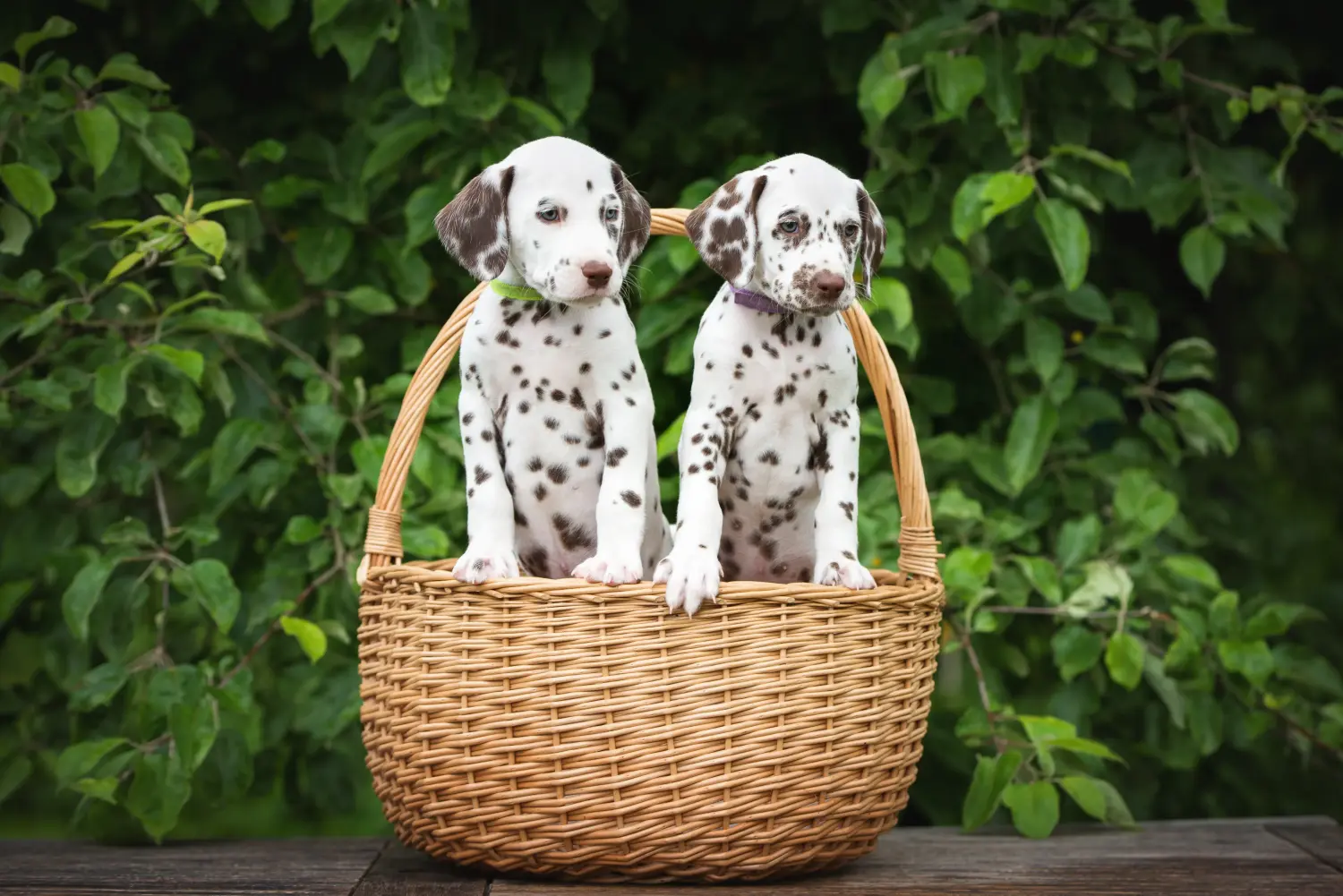 Buying a Dalmatian puppy means taking responsibility! Buy Dalmatian puppies.