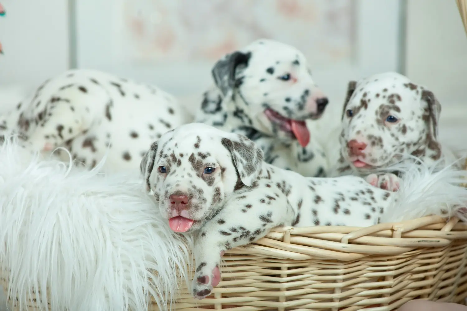 Buying a Dalmatian puppy means taking responsibility! Buy Dalmatian puppies.