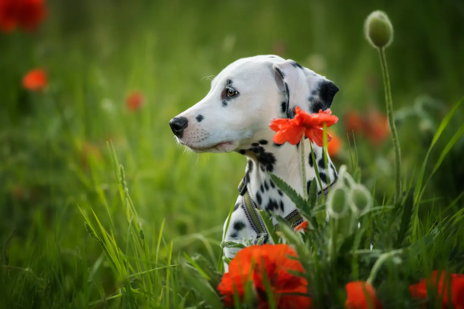 Buying a Dalmatian puppy means taking responsibility! Buy Dalmatian puppies.