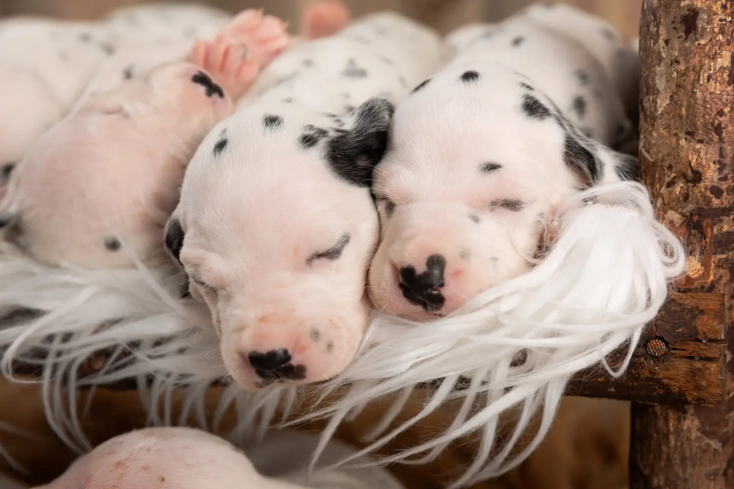 Buying a Dalmatian puppy means taking responsibility! Buy Dalmatian puppies.