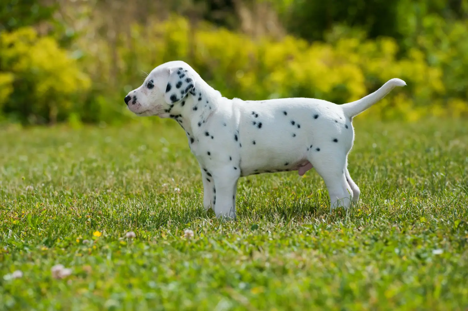 Buying a Dalmatian puppy means taking responsibility! Buy Dalmatian puppies.