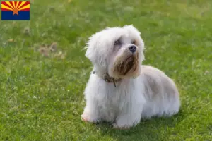 Read more about the article Dandie Dinmont Terrier breeders and puppies in Arizona