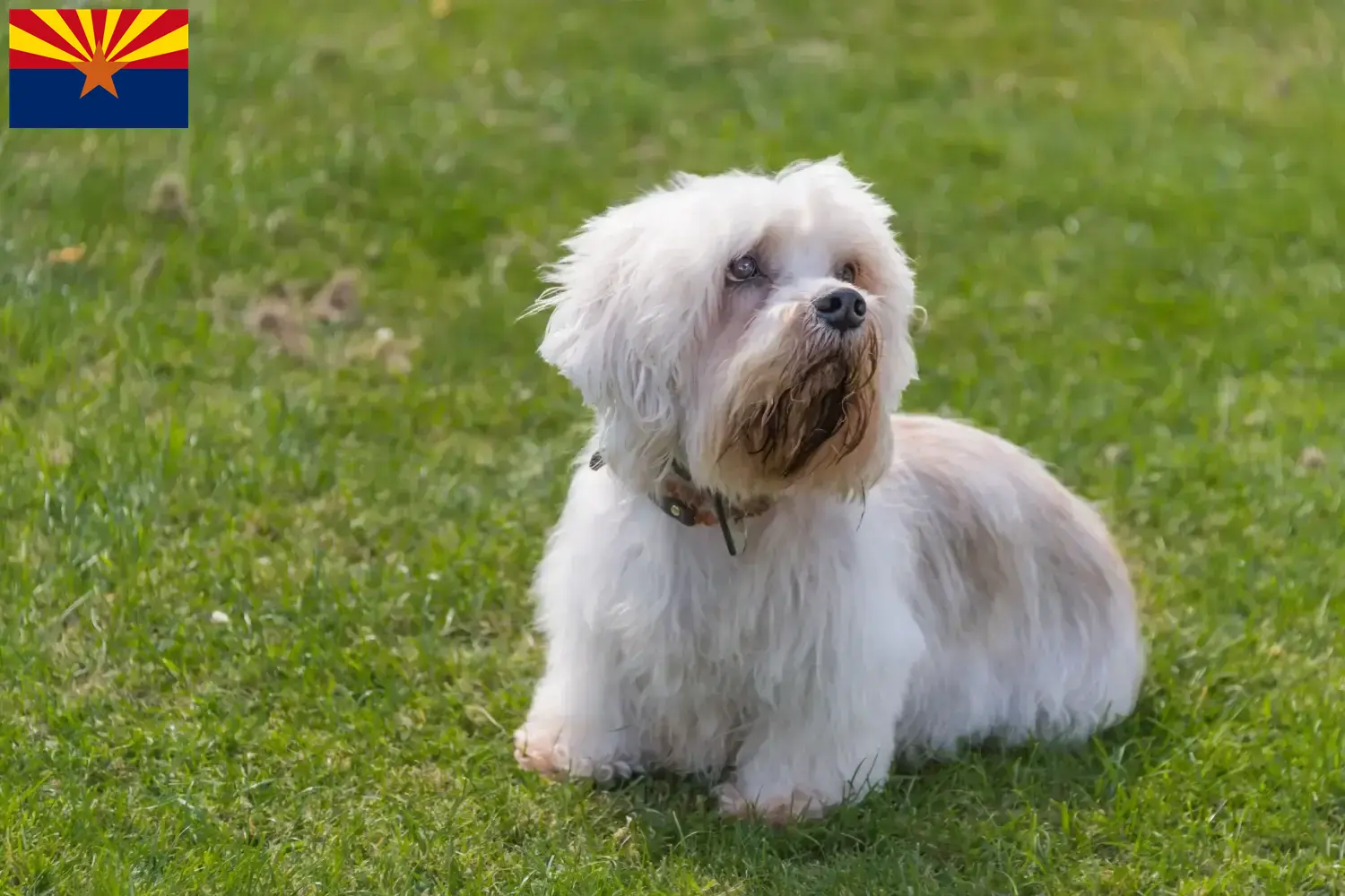 Dandie Dinmont Terrier puppies and breeders Arizona Find Dandie Dinmont Terrier breeders in Arizona.