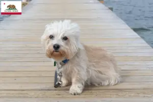 Read more about the article Dandie Dinmont Terrier breeders and puppies in California