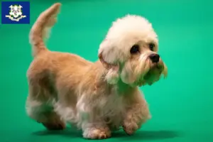 Read more about the article Dandie Dinmont Terrier breeders and puppies in Connecticut