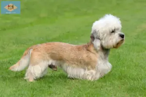Read more about the article Dandie Dinmont Terrier breeders and puppies in Delaware
