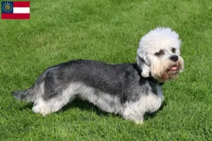Read more about the article Dandie Dinmont Terrier breeders and puppies in Georgia