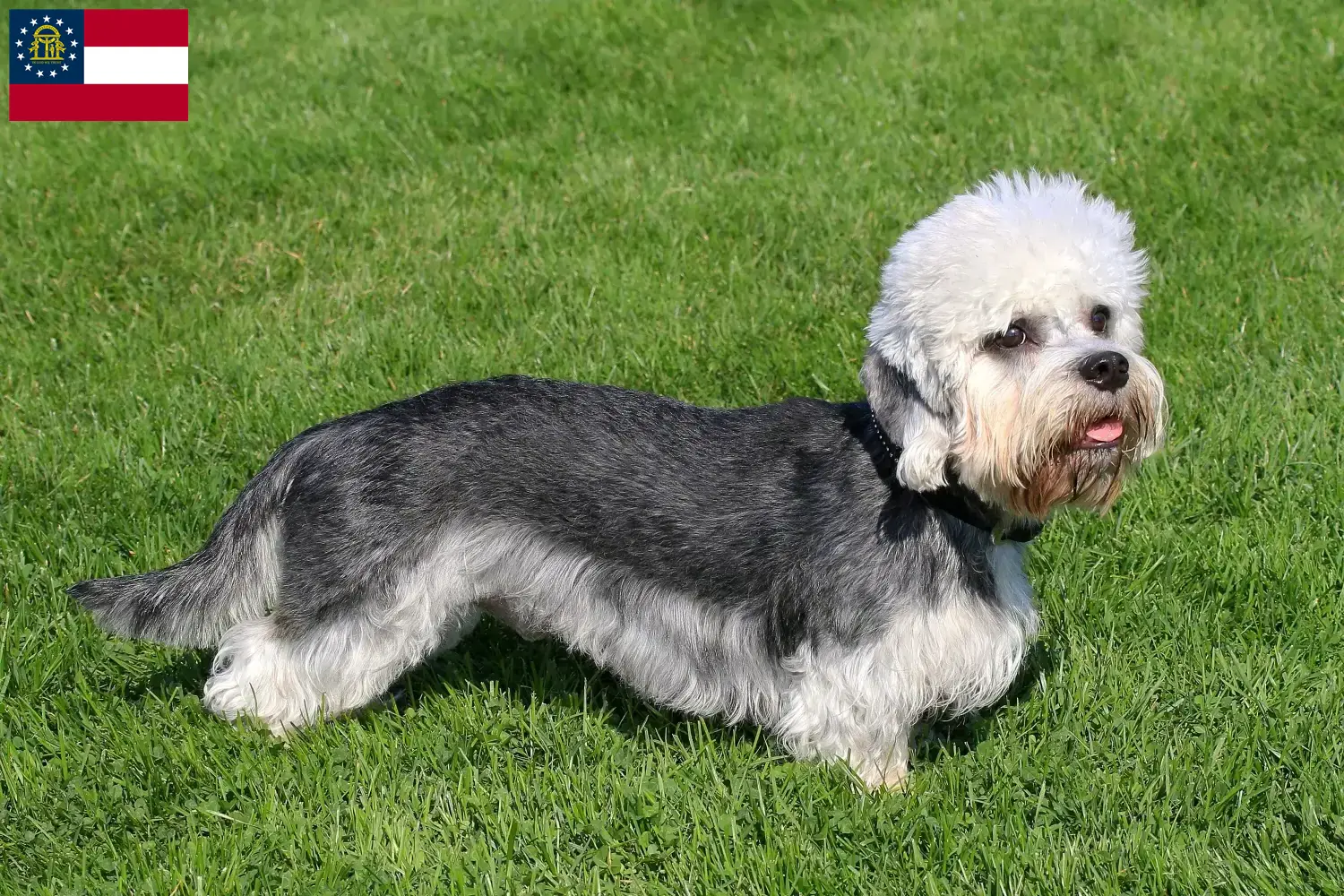 Dandie Dinmont Terrier puppies and breeders Georgia Find Dandie Dinmont Terrier breeders in Georgia.