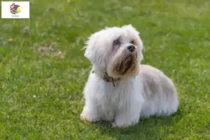 Read more about the article Dandie Dinmont Terrier breeders and puppies in Illinois