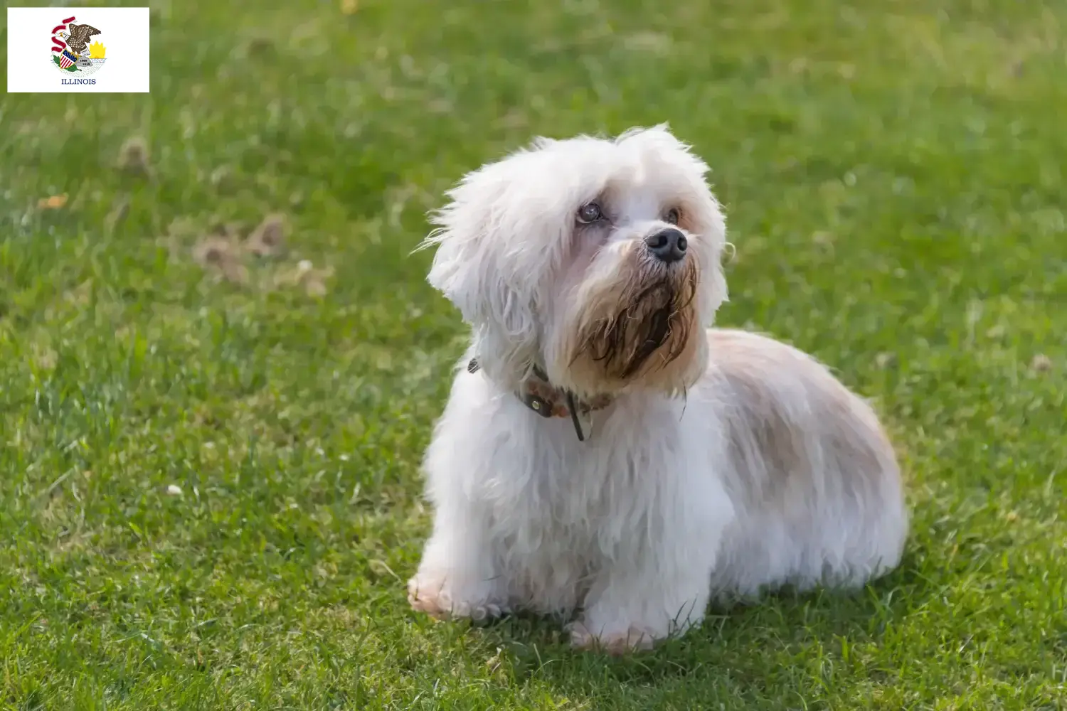 Dandie Dinmont Terrier puppies and breeders Illinois Find Dandie Dinmont Terrier breeders in Illinois.