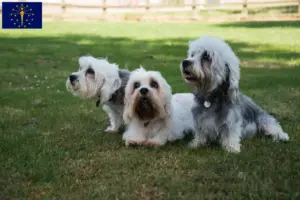 Read more about the article Dandie Dinmont Terrier breeders and puppies in Indiana