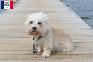 Read more about the article Dandie Dinmont Terrier breeders and puppies in Iowa