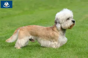 Read more about the article Dandie Dinmont Terrier breeders and puppies in Louisiana