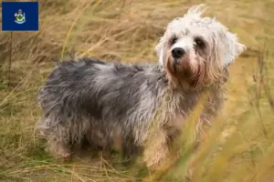 Read more about the article Dandie Dinmont Terrier breeders and puppies in Maine