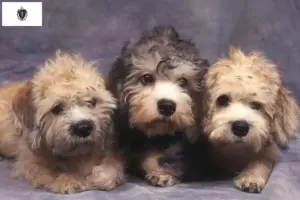 Read more about the article Dandie Dinmont Terrier Breeders and Puppies in Massachusetts