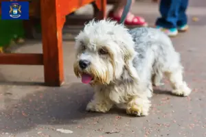 Read more about the article Dandie Dinmont Terrier breeders and puppies in Michigan